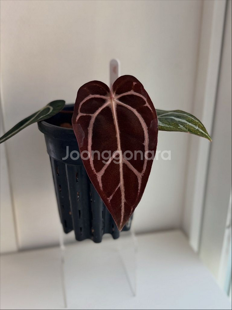 안스리움 칼라블랙키 GPH001s1 x OG5(택포함)--5