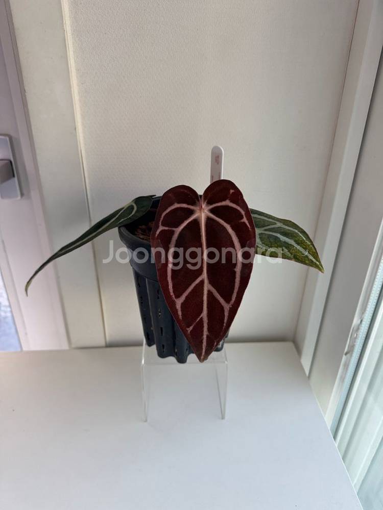 안스리움 칼라블랙키 GPH001s1 x OG5(택포함)--6