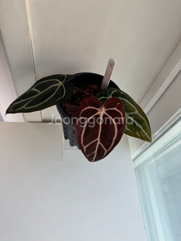 안스리움 칼라블랙키 GPH001s1 x OG5(택포함)--7