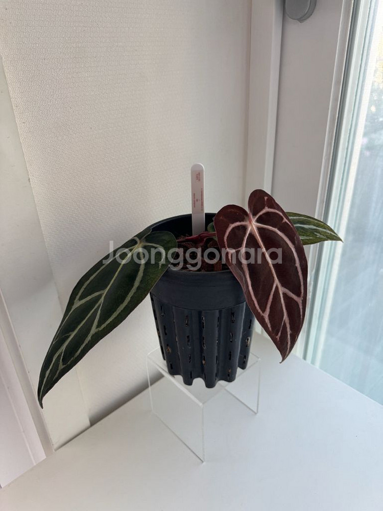 안스리움 칼라블랙키 GPH001s1 x OG5(택포함)--8