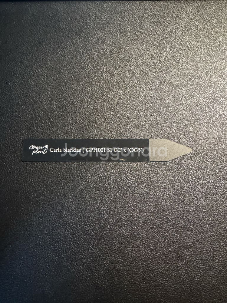 안스리움 칼라블랙키 GPH001s1 x OG5(택포함)--9