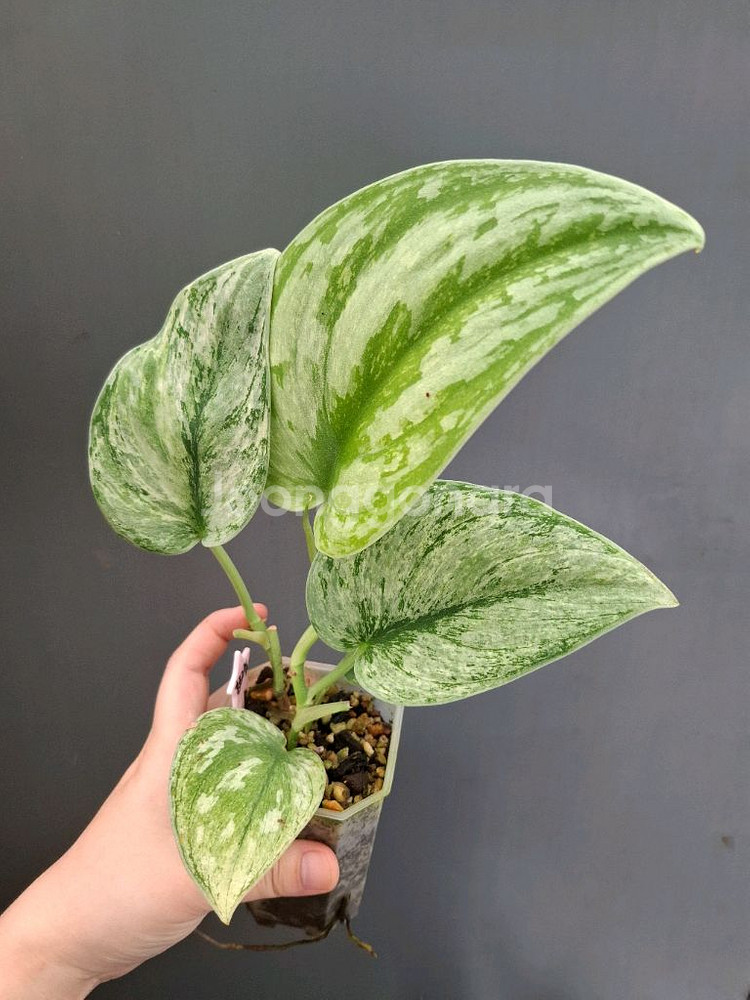 스킨답서스 엑조티카 홀로그램--0