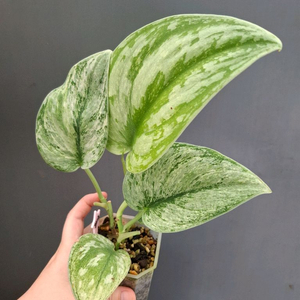 스킨답서스 엑조티카 홀로그램