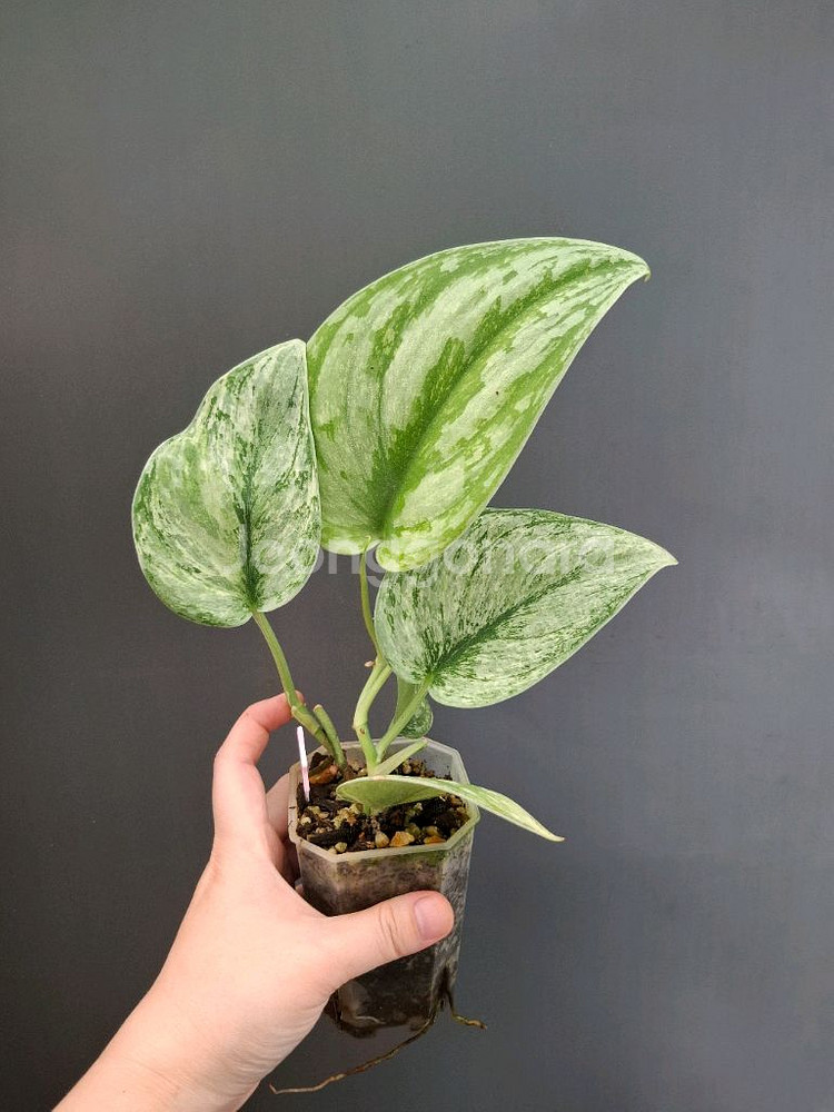 스킨답서스 엑조티카 홀로그램--1