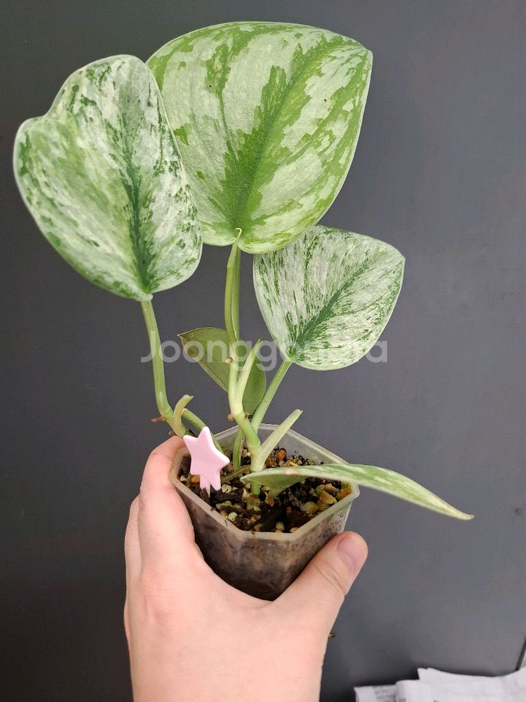 스킨답서스 엑조티카 홀로그램--2