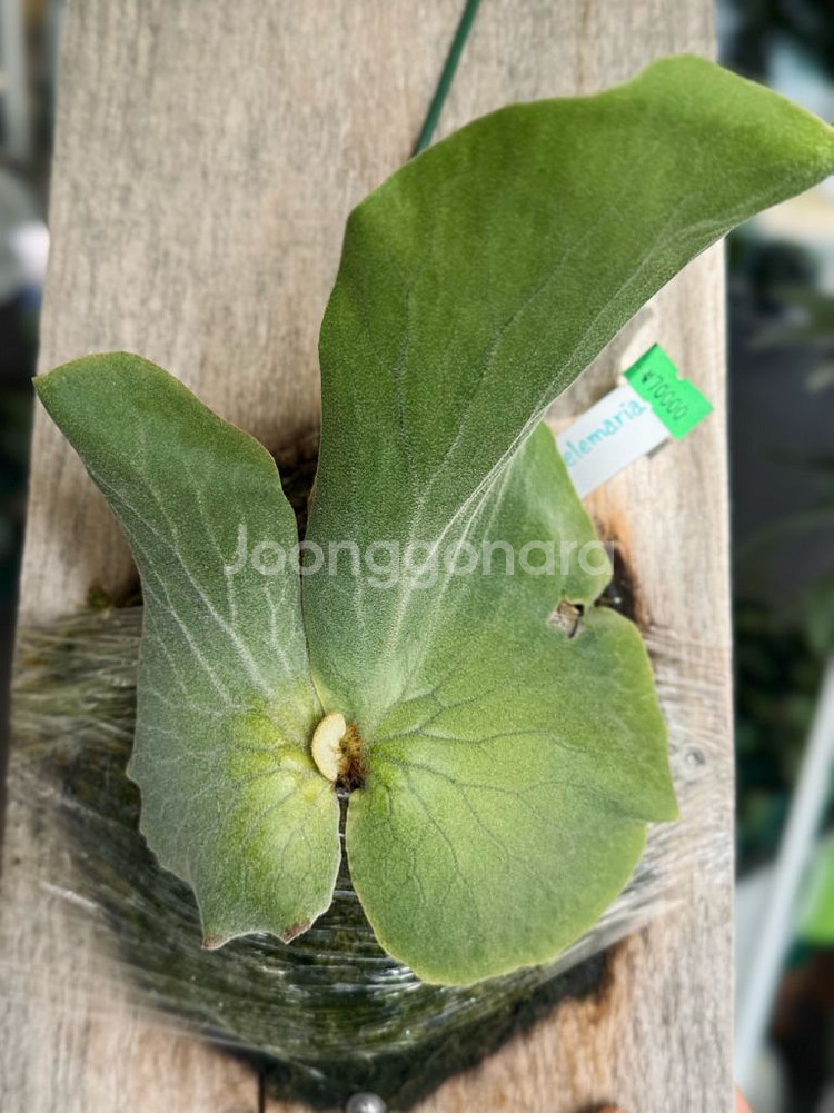 박쥐란 엘레마리아 pup--0