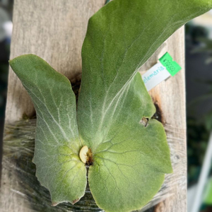 박쥐란 엘레마리아 pup