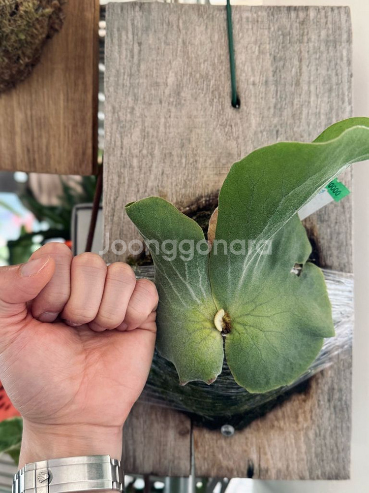 박쥐란 엘레마리아 pup--1