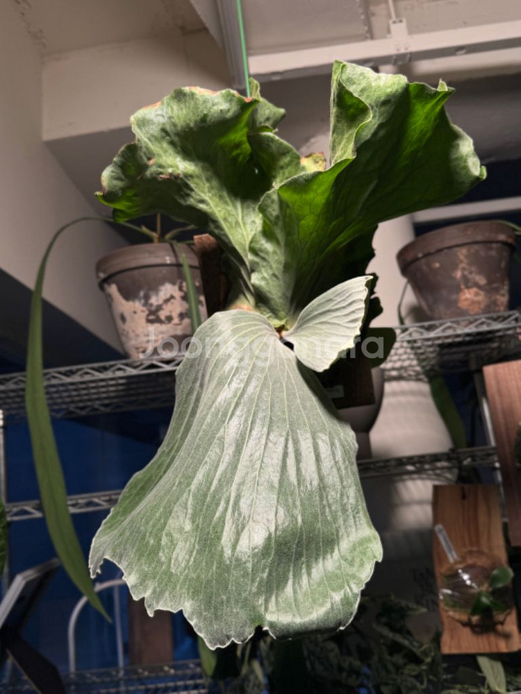 박쥐란 엘레마리아 pup--2