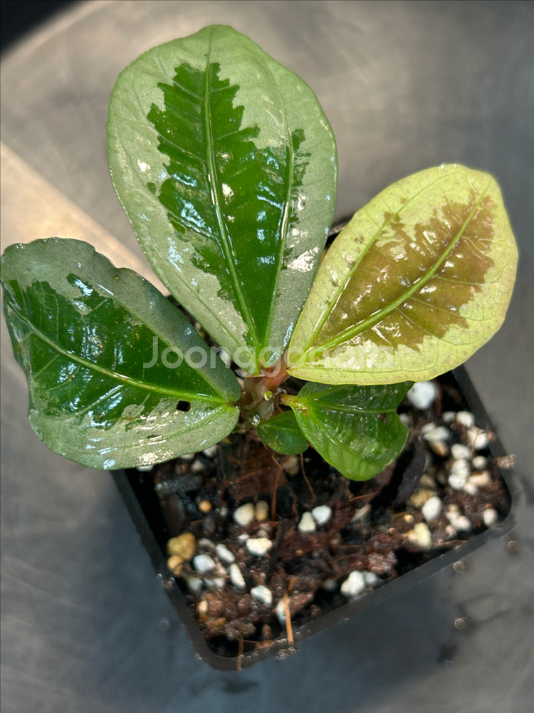 엘라토스테마 종류, 정글식물--0