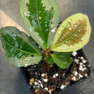 엘라토스테마 종류, 정글식물