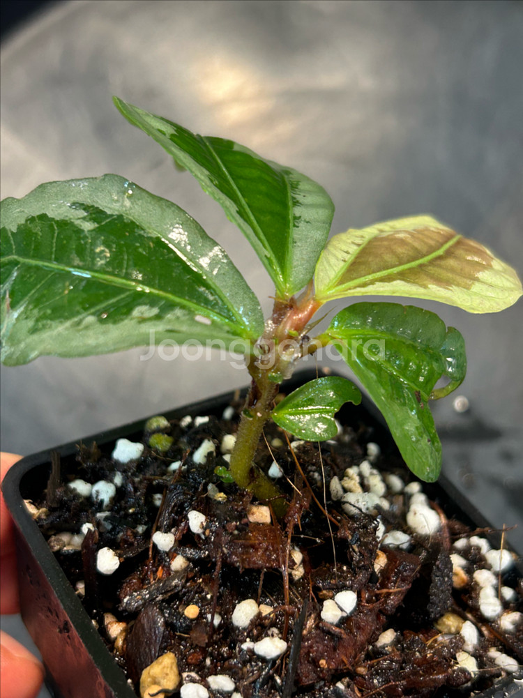 엘라토스테마 종류, 정글식물--1