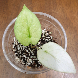 #조배X #알보X ~ 알로카시아 실버드래곤 풀민트