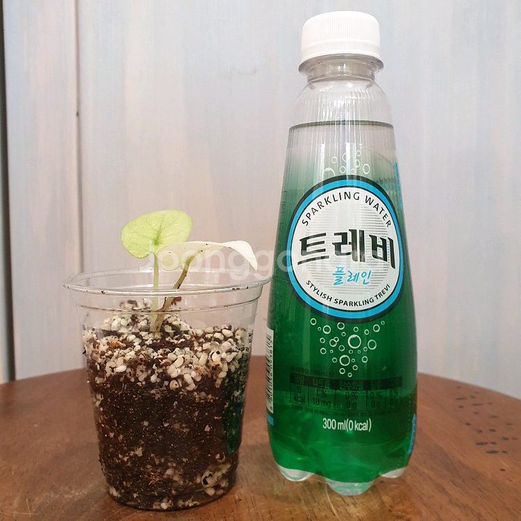 #조배X #알보X ~ 알로카시아 실버드래곤 풀민트--1