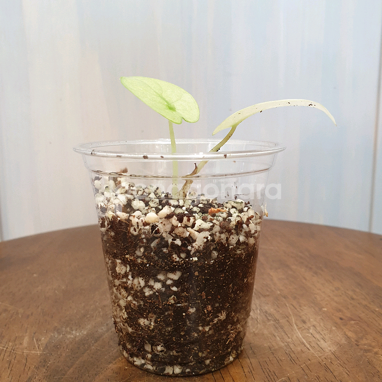 #조배X #알보X ~ 알로카시아 실버드래곤 풀민트--2