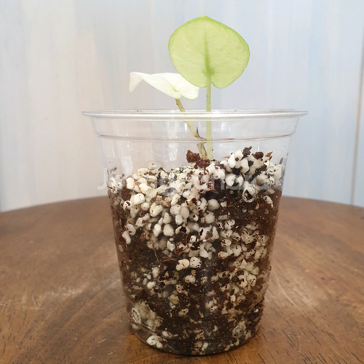 #조배X #알보X ~ 알로카시아 실버드래곤 풀민트--3