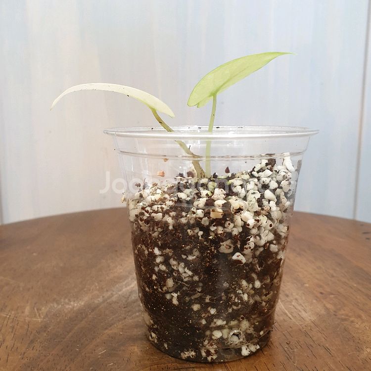 #조배X #알보X ~ 알로카시아 실버드래곤 풀민트--4