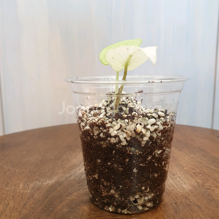 #조배X #알보X ~ 알로카시아 실버드래곤 풀민트--5