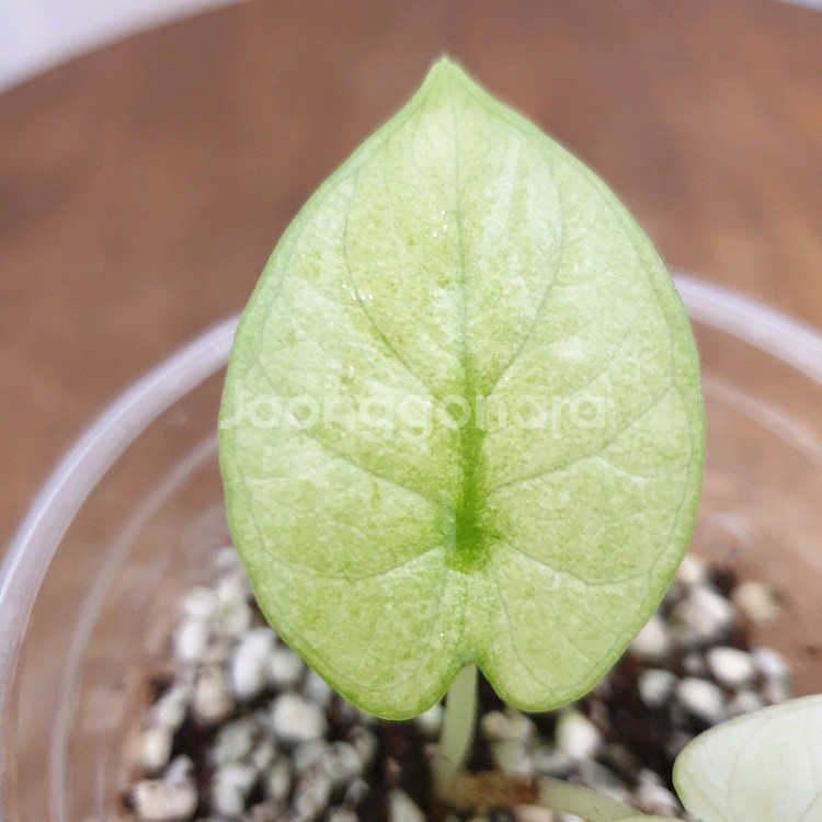 #조배X #알보X ~ 알로카시아 실버드래곤 풀민트--6