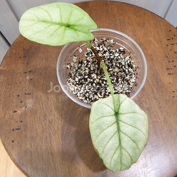 #조배X #알보X ~ 알로카시아 실버드래곤 풀민트--8