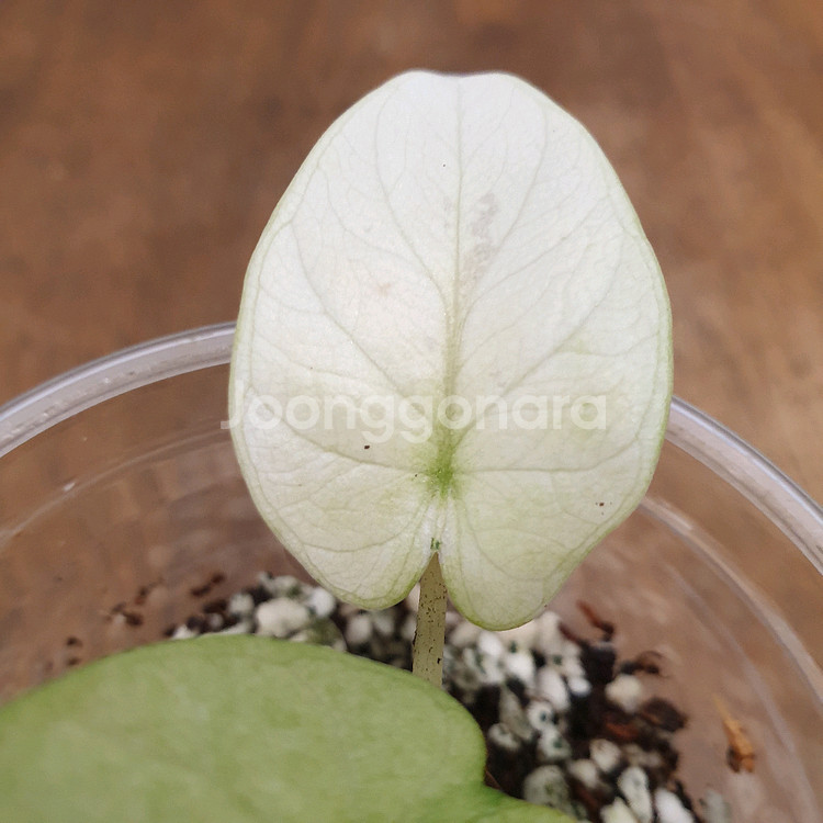 #조배X #알보X ~ 알로카시아 실버드래곤 풀민트--7