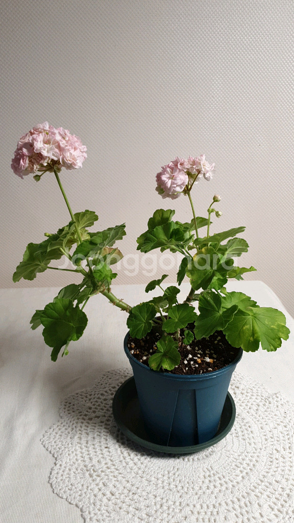 지엘그라시아 (대품) 제라늄--2