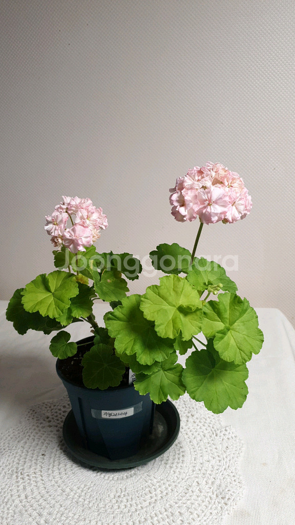 지엘그라시아 (대품) 제라늄--0