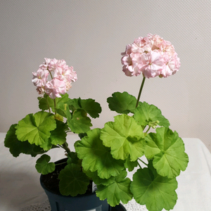 지엘그라시아 (대품) 제라늄