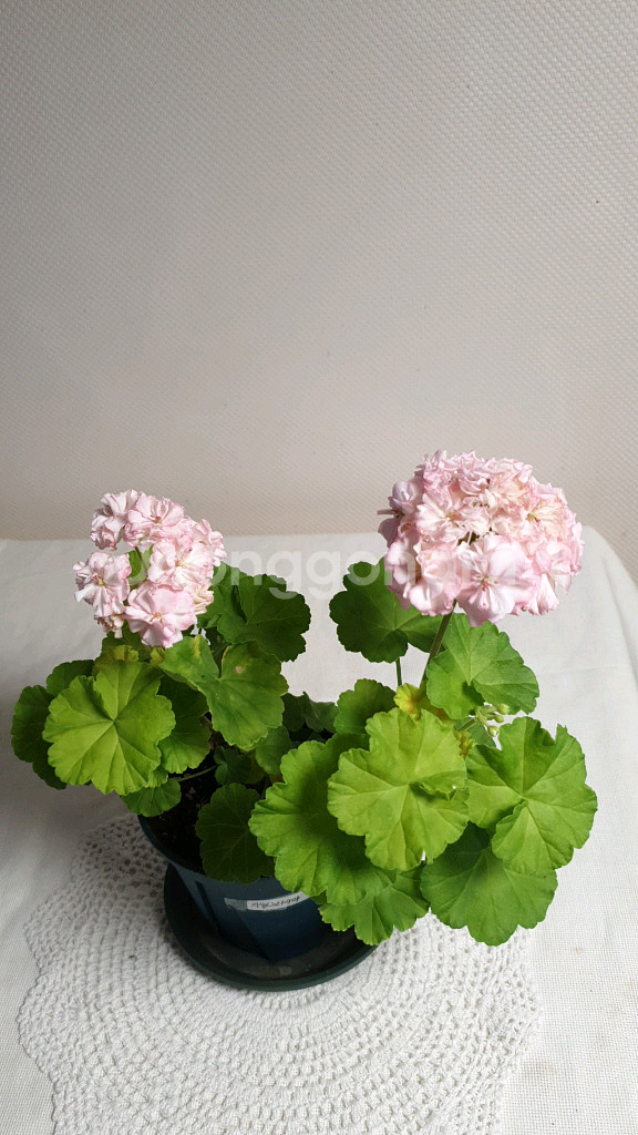 지엘그라시아 (대품) 제라늄--1