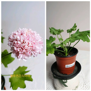 블루퀸즈티아라 제라늄