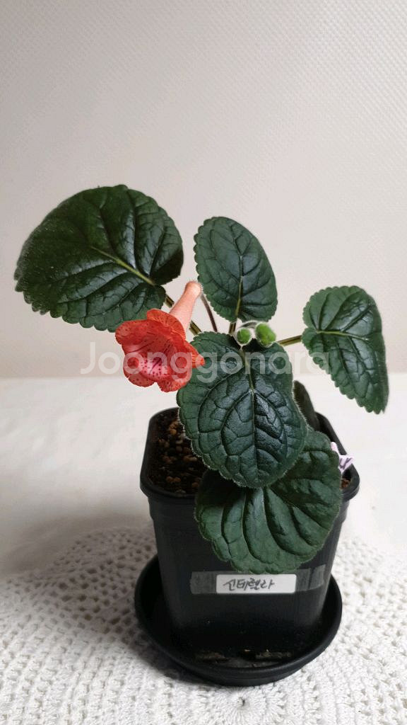 FLs Cinderelia (신데렐라) 미니신닌기아--0