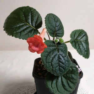 FLs Cinderelia (신데렐라) 미니신닌기아