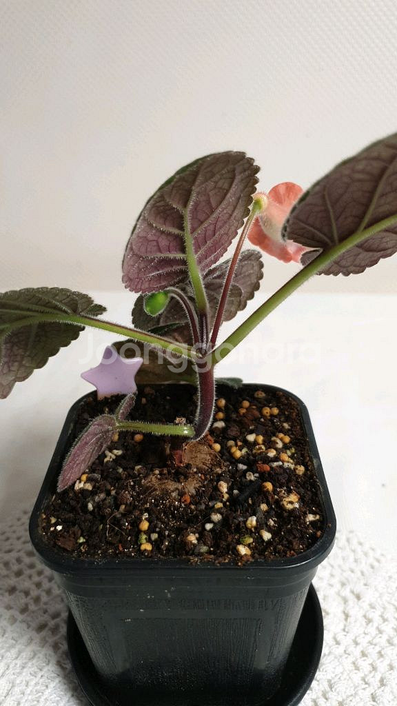 FLs Cinderelia (신데렐라) 미니신닌기아--2