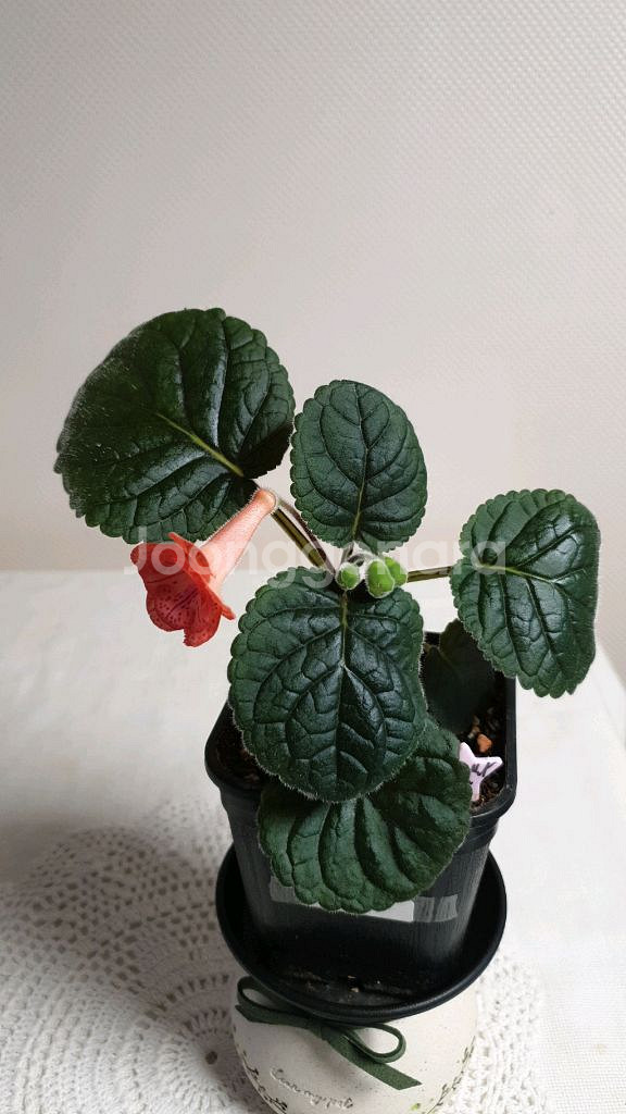 FLs Cinderelia (신데렐라) 미니신닌기아--1