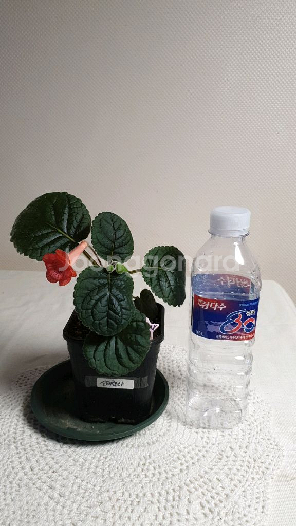 FLs Cinderelia (신데렐라) 미니신닌기아--3