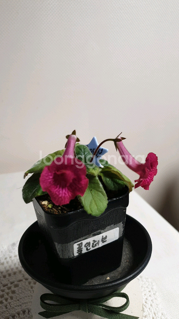 Fall in love(폴 인 러브) 미니신닌기아--0