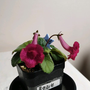 Fall in love(폴 인 러브) 미니신닌기아