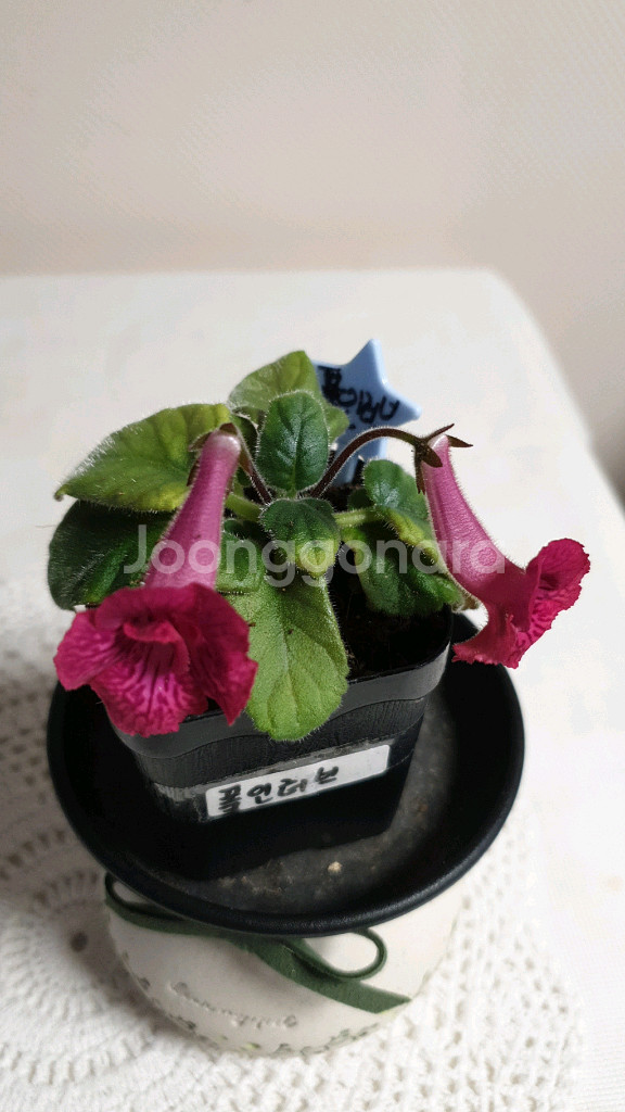 Fall in love(폴 인 러브) 미니신닌기아--1