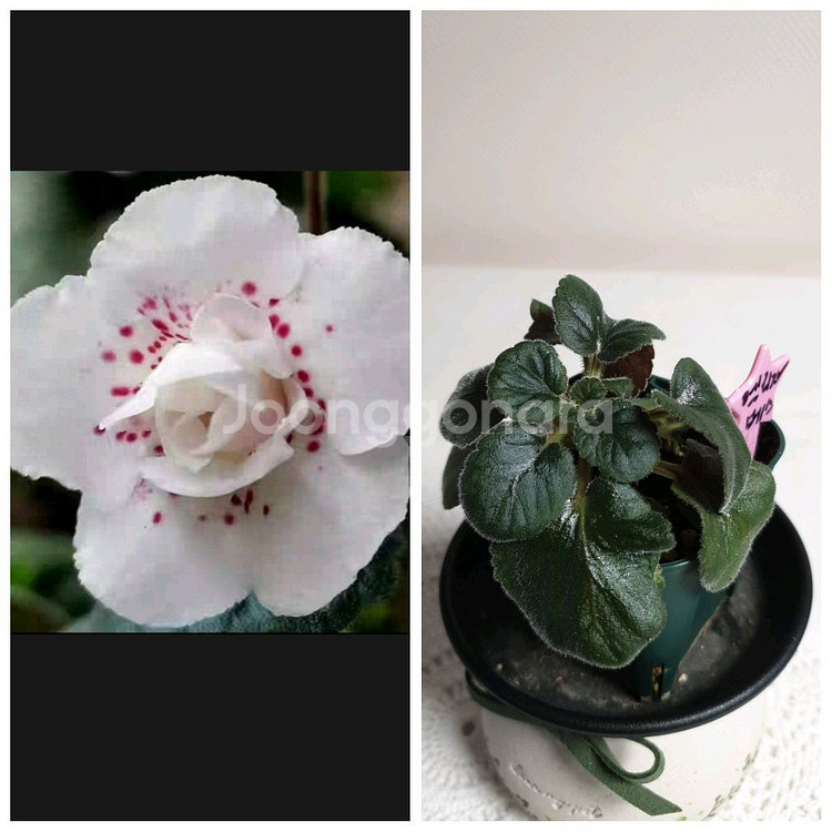 엘리자베스 세루스 미니신닌기아--0