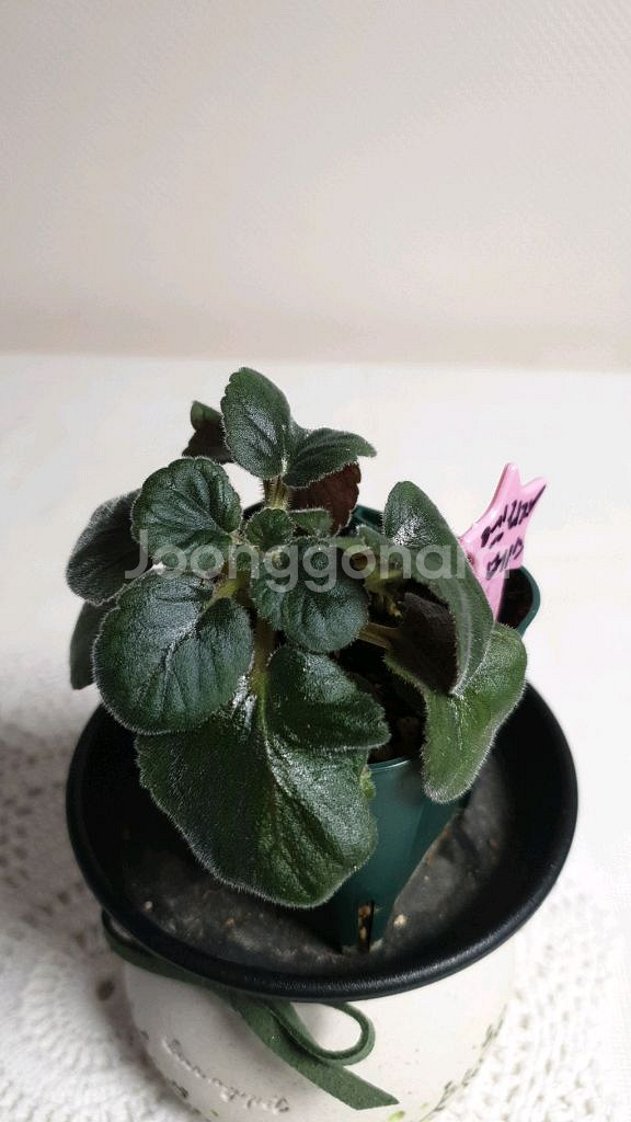 엘리자베스 세루스 미니신닌기아--1