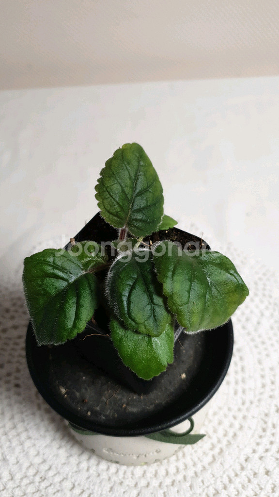 FLs Cinderelia (신데렐라) 미니신닌기아--3