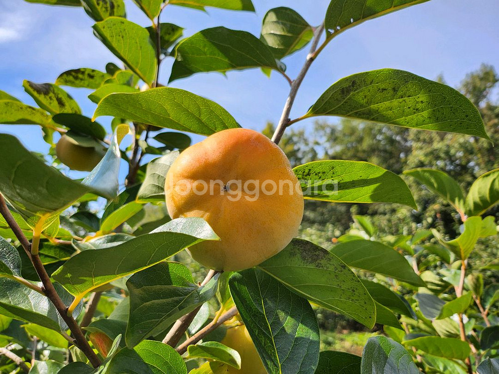 달고 아삭아삭 맛있는 차량단감--0
