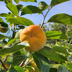 달고 아삭아삭 맛있는 차량단감