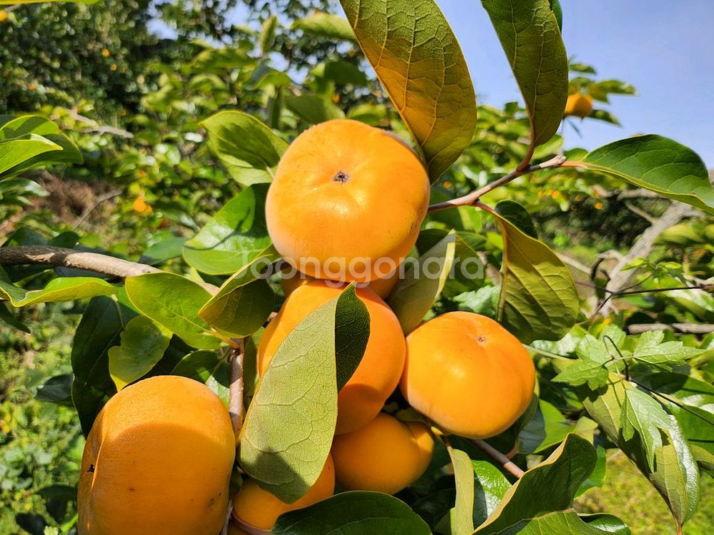 달고 아삭아삭 맛있는 차량단감--1
