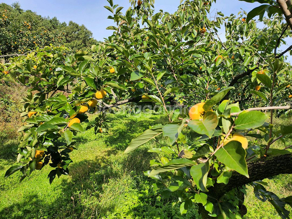 달고 아삭아삭 맛있는 차량단감--3