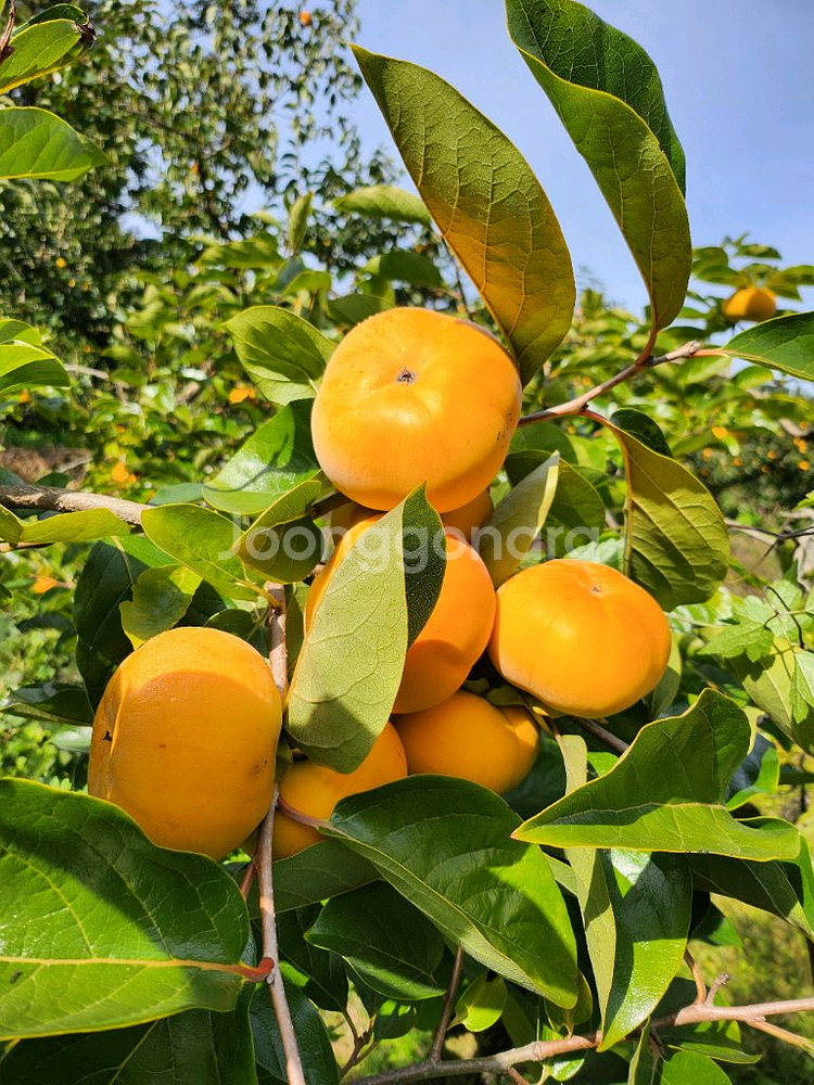 달고 아삭아삭 맛있는 차량단감--4