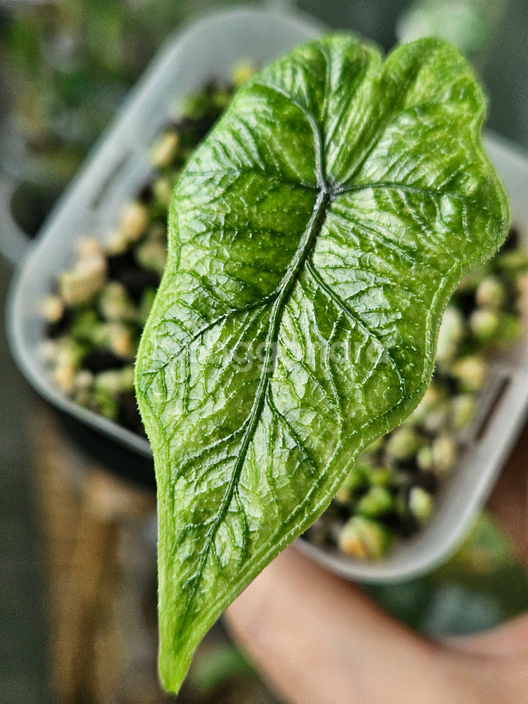 알로카시아 미스틱 NO 9~3 자구묘--3