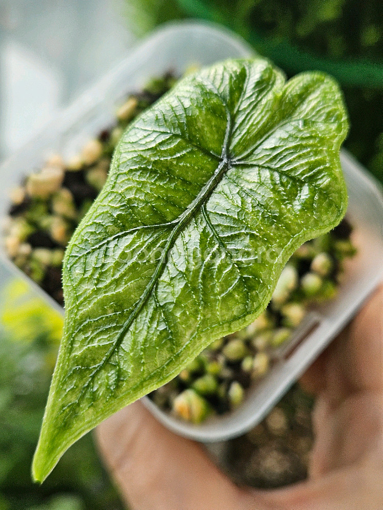 알로카시아 미스틱 NO 9~3 자구묘--1