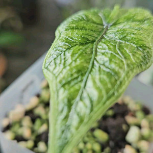 알로카시아 미스틱 NO 9~3 자구묘