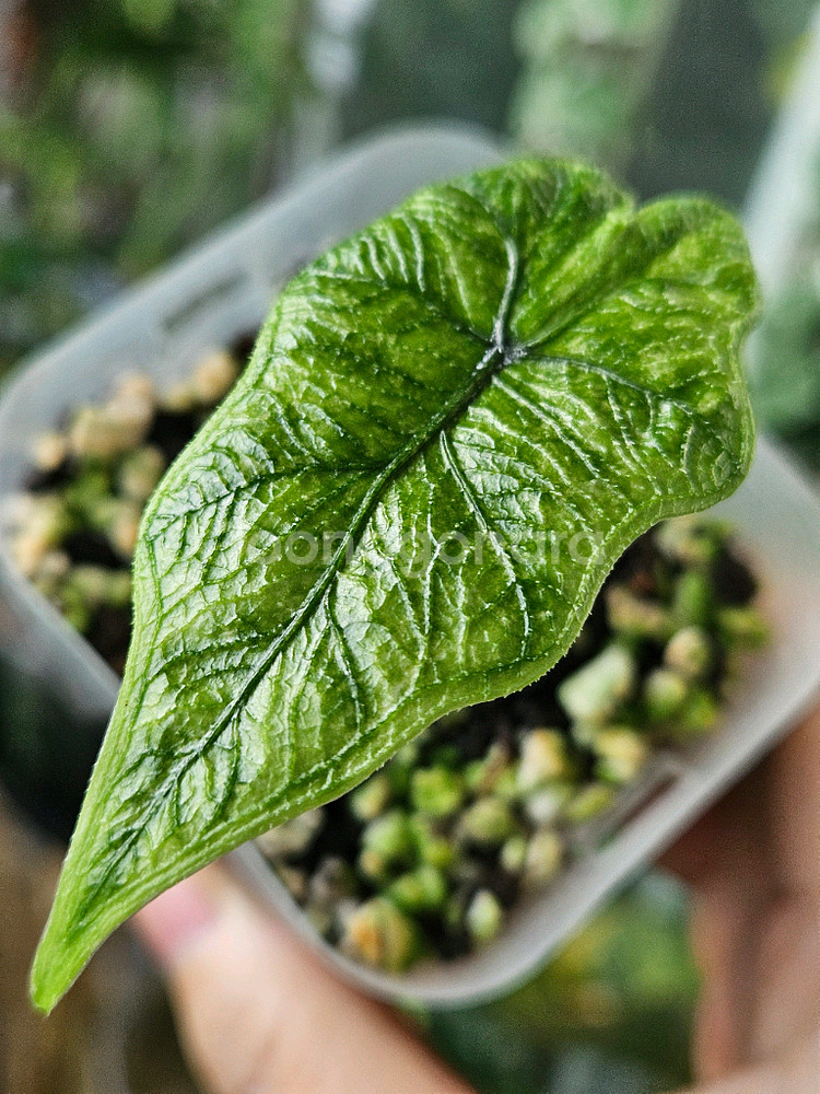 알로카시아 미스틱 NO 9~3 자구묘--2